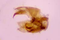 Borkhausenia nefrax