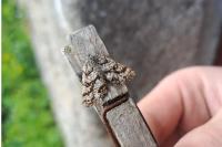 Ematurga atomaria