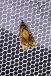 Ditula angustiorana