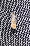 Piniphila bifasciana