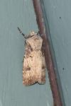 Agrotis puta