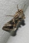 Autographa gamma