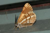 Bupalus piniaria