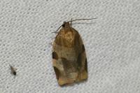 Choristoneura hebenstreitella