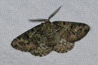 Cleorodes lichenaria