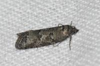 Ephestia woodiella