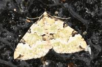 Colostygia pectinataria