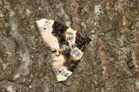 Cosmorhoe ocellata