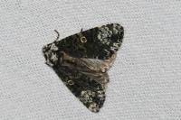 Craniophora ligustri