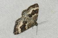Epirrhoe alternata