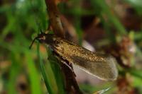 Glyphipterix fuscoviridella
