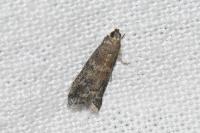 Ephestia