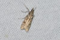 Eudonia angustea