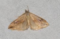 Evergestis forficalis