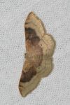 Idaea degeneraria