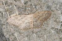 Idaea seriata