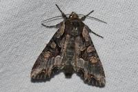 Lacanobia w-latinum