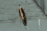 Monopis crocicapitella