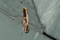 Monopis crocicapitella