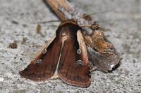 Ochropleura plecta