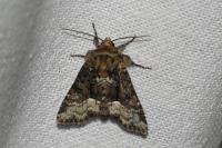 Oligia strigilis