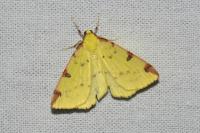 Opisthograptis luteolata