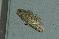 Pasiphila rectangulata