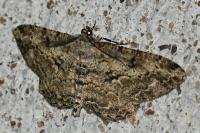 Peribatodes rhomboidaria