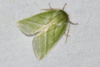 Pseudoips prasinanus