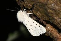 Spilosoma lubricipeda