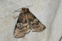 Tethea ocularis