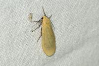Wittia sororcula
