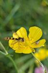 Glyphipterix simpliciella