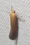 Crassa tinctella