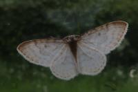 Asthena albulata