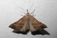 Hypena proboscidalis