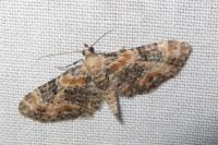 Eupithecia pulchellata