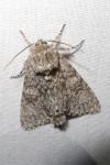 Acronicta megacephala