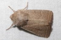 Hoplodrina ambigua