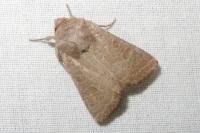 Hoplodrina ambigua