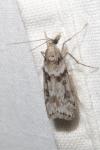 Eudonia angustea