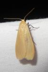 Wittia sororcula