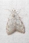 Nola confusalis