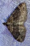 Xanthorhoe ferrugata