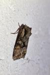 Lacanobia w-latinum