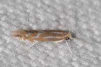 Phyllonorycter leucographella