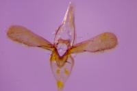 Phyllonorycter leucographella