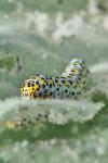 Cucullia verbasci