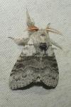 Calliteara pudibunda