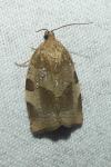 Choristoneura hebenstreitella